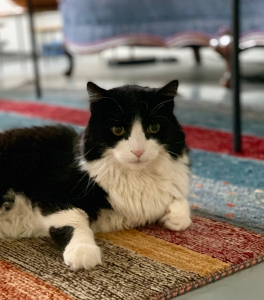 Niccolo_on_rug.jpg
